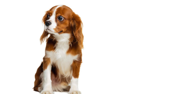 Karma dla psa Arion – dlaczego warto na nią postawić?